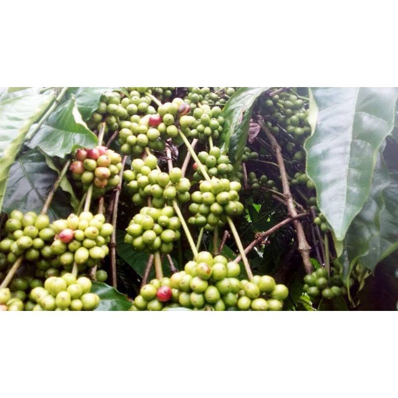 1KG HẠT GIỐNG CÀ PHÊ XANH LÙN (CÓ BẢO HÀNH)