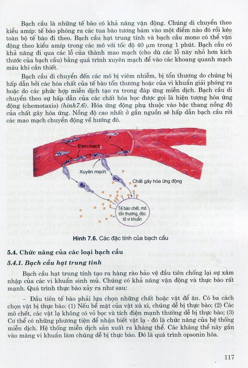 Sách - Sinh lý học (tái bản 2023)