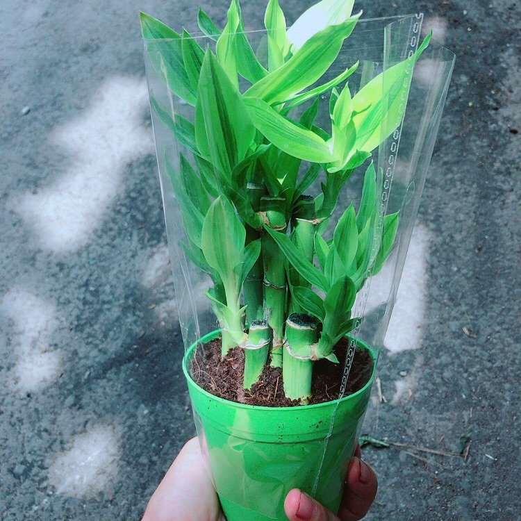 [HCM]Chậu Trúc Phát Tài