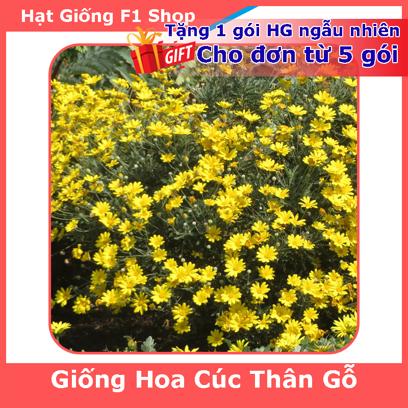 Hạt Giống Hoa Cúc Thân Gỗ (Cúc Trường Thọ) Dễ Trồng (50H) (280.F1)