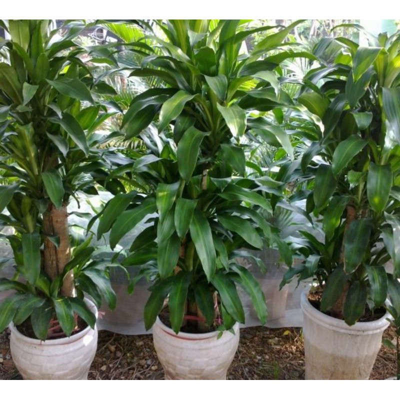 khúc thiết mộc lan lá xanh[ khúc giống]