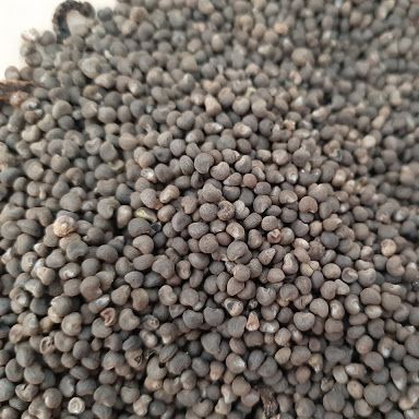 50 Hạt Giống Sâm Bố Chính