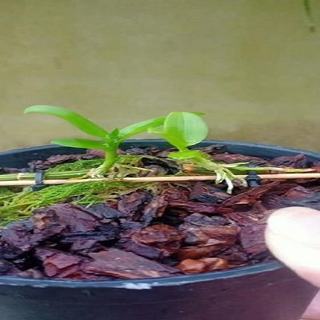 hoa phong lan phi điệp phú thọ