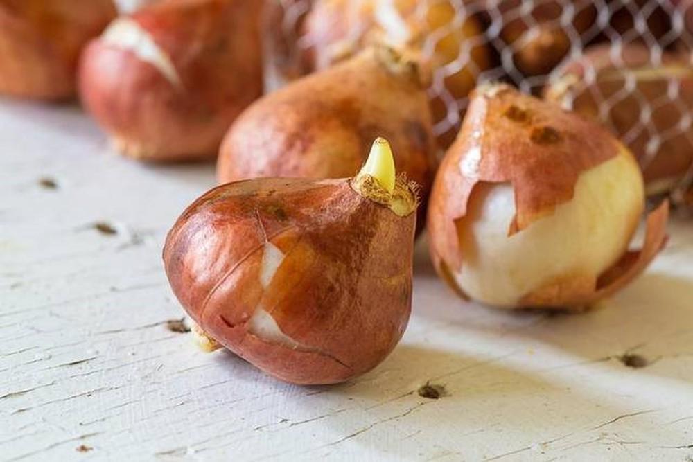 Combo 5màu củ hoa TuLip (5 mầu ngẫu nhiên)
