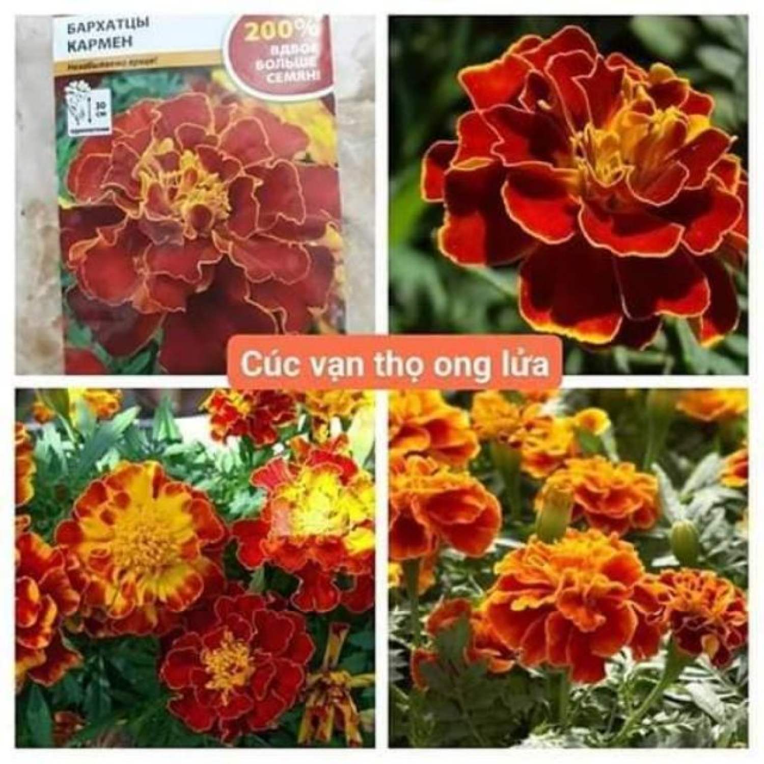Ma273 gói hạt giống cúc vạn thọ ong lửa gói 50 hạt