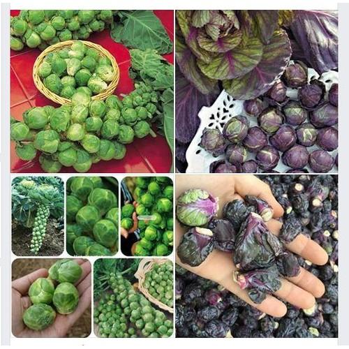 Tiny Cabbage Seed Set - (Tiny Purple + Green - 1 Stimulant Pack - 3 Seed-Growing Tablets)