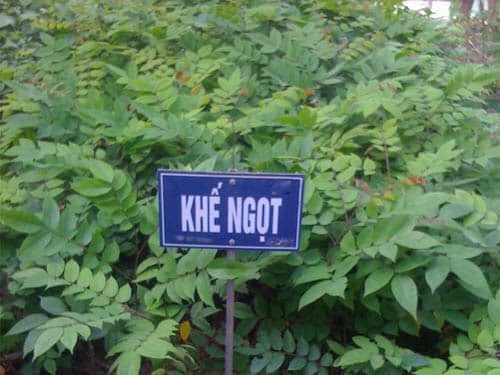 Cây giống khế chua, khế ngọt