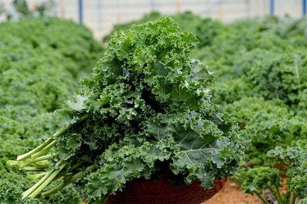 Hạt giống cải xoăn kale xanh