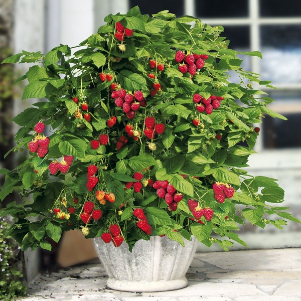 Hạt giống Mâm Xôi Đỏ (Đức) gói 30 hạt