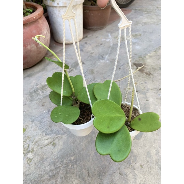 Lan Cẩm Cù Lá Trái Tim