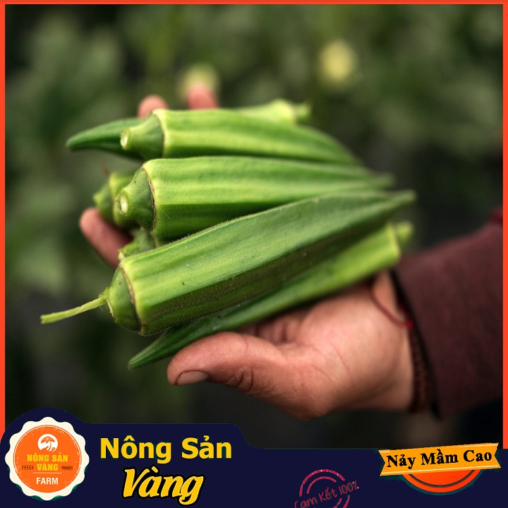 Chinese cabbage seed West (okra) good for bone joints and digestive system (package 20 grams)-shallow gold