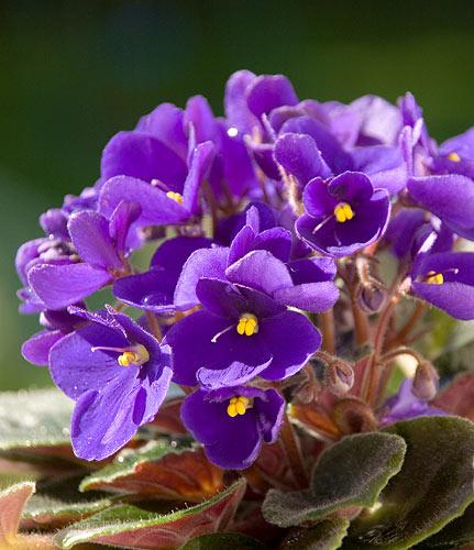 [Mới] - Hạt giống hoa violet  giá rẻ