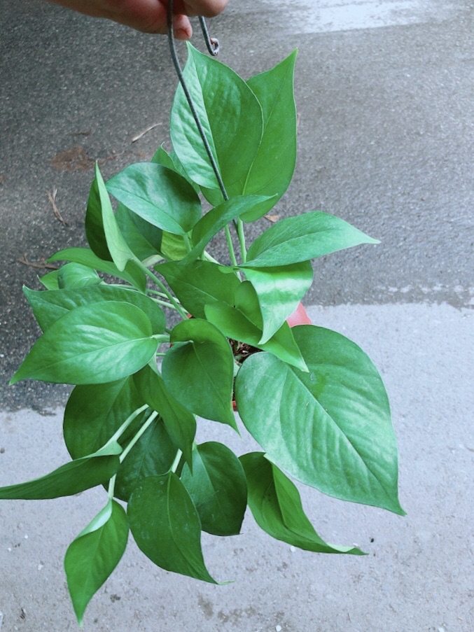 Trầu Bà Thái