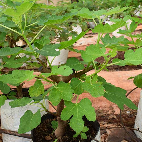 Cây giống Sung ngọt Mỹ f1