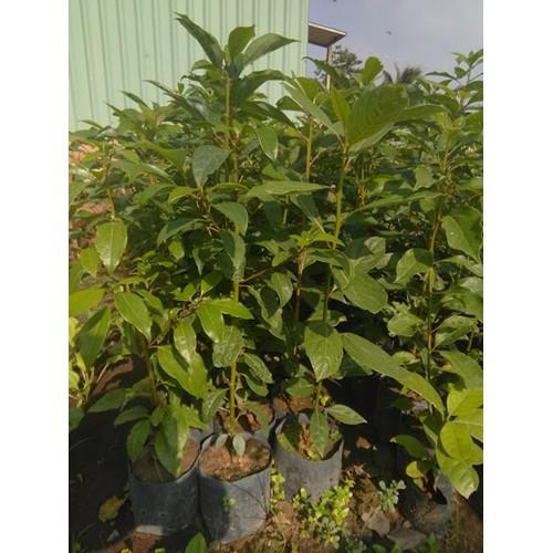 Combo 2 Cây xá xị giống