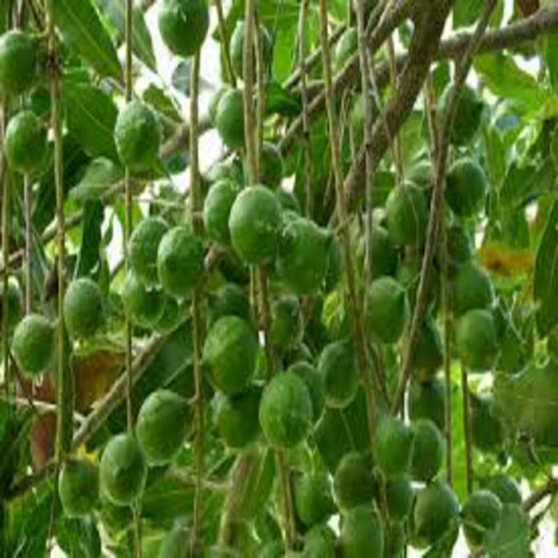 CÂY GIỐNG HẠT MACCA
