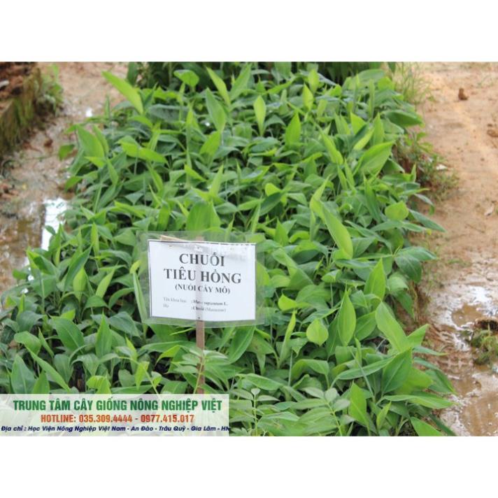 Cây Giống Chuối Tiêu Hồng
