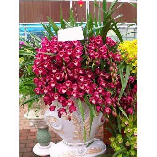 Củ giống hoa địa lan santo hoa tím - 1 củ