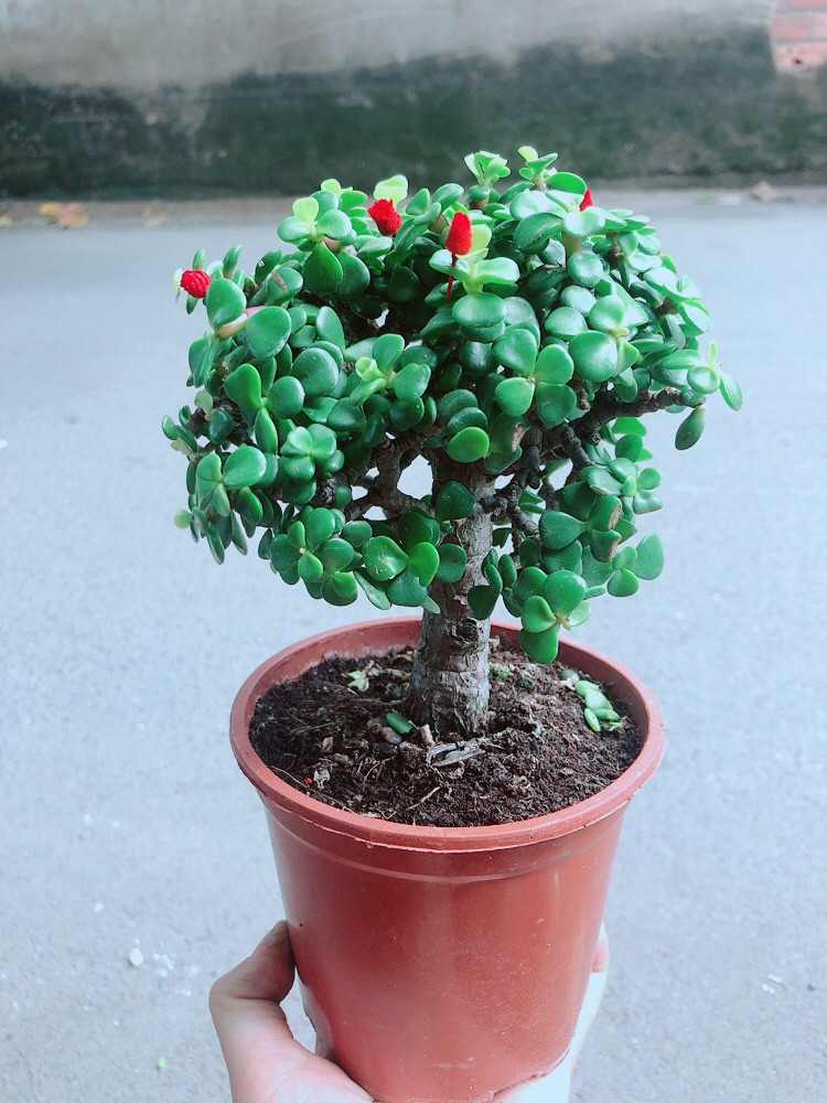 Cây Cành Vàng Lá Ngọc Thân Cổ Thụ