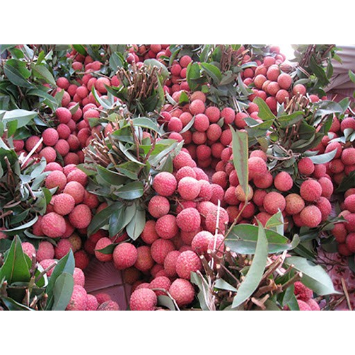 cây giống vải không hạt(CÂY GIỐNG NGỌC HIẾU)