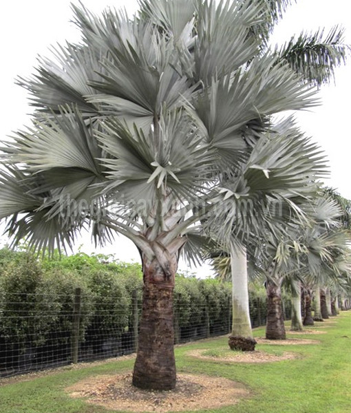 Cây kè bạc ( cọ bạc) giống