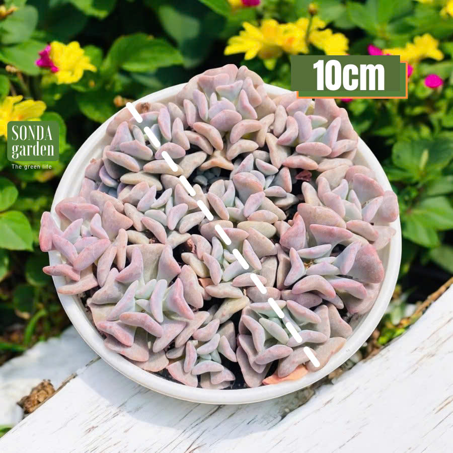 Sen đá cúc tím SONDA GAĐEN size trung bình 10-12cm, cây cảnh trang trí nhà cửa, lỗi 1 đổi 1