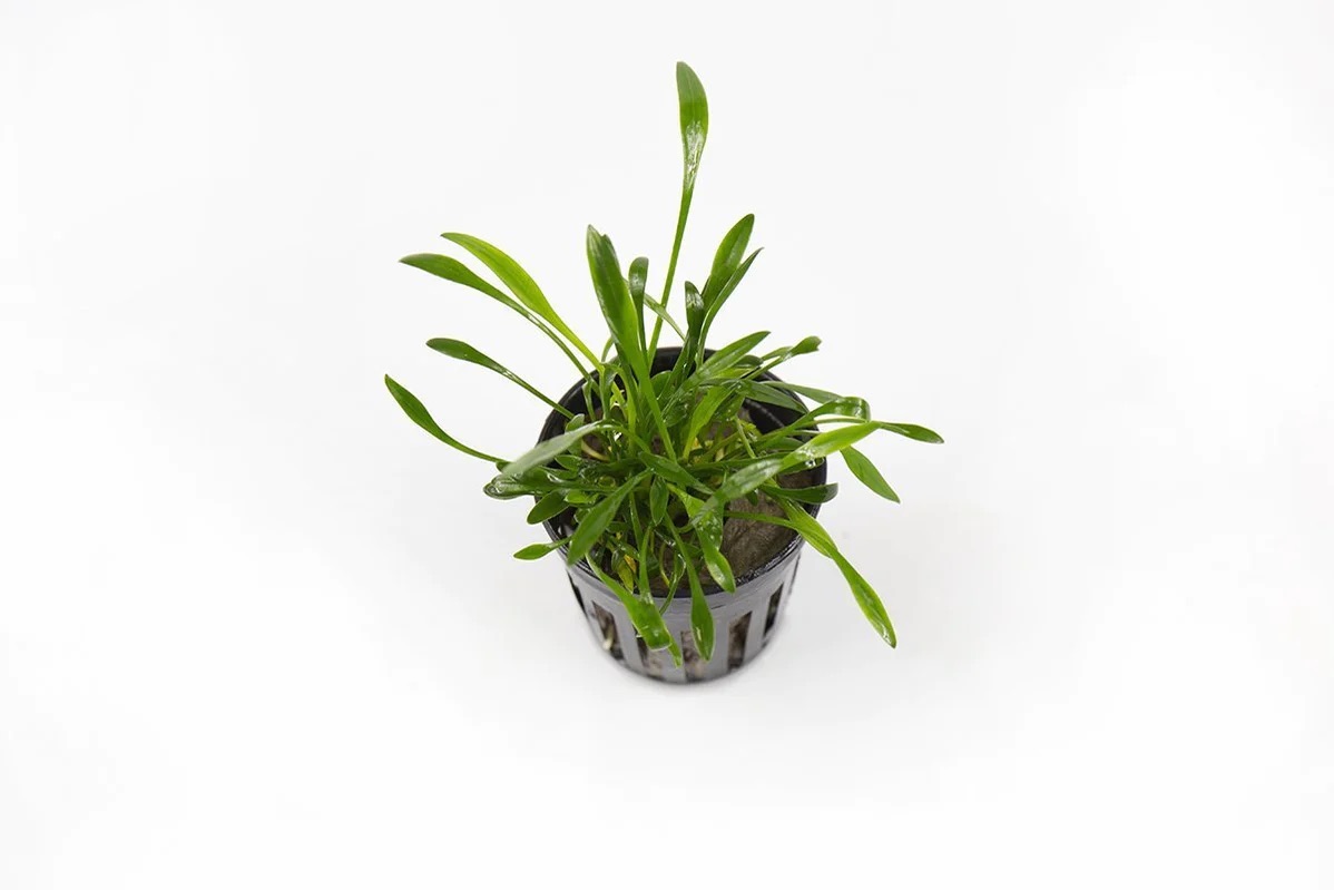 Tiêu thảo Parva - Tiêu thảo mũi tên - Cryptocoryne Parva