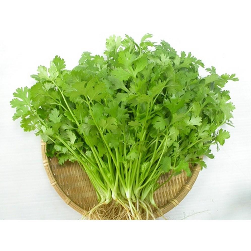 Hạt Giống Ngò Rí Hạt Nhỏ Dễ Trồng