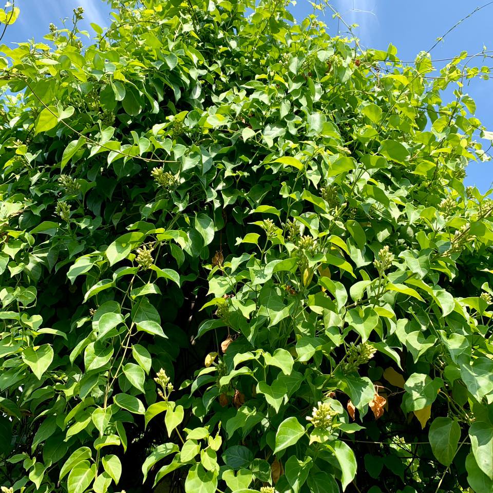 Hạt giống cây lá giang - Gói 10 Hạt