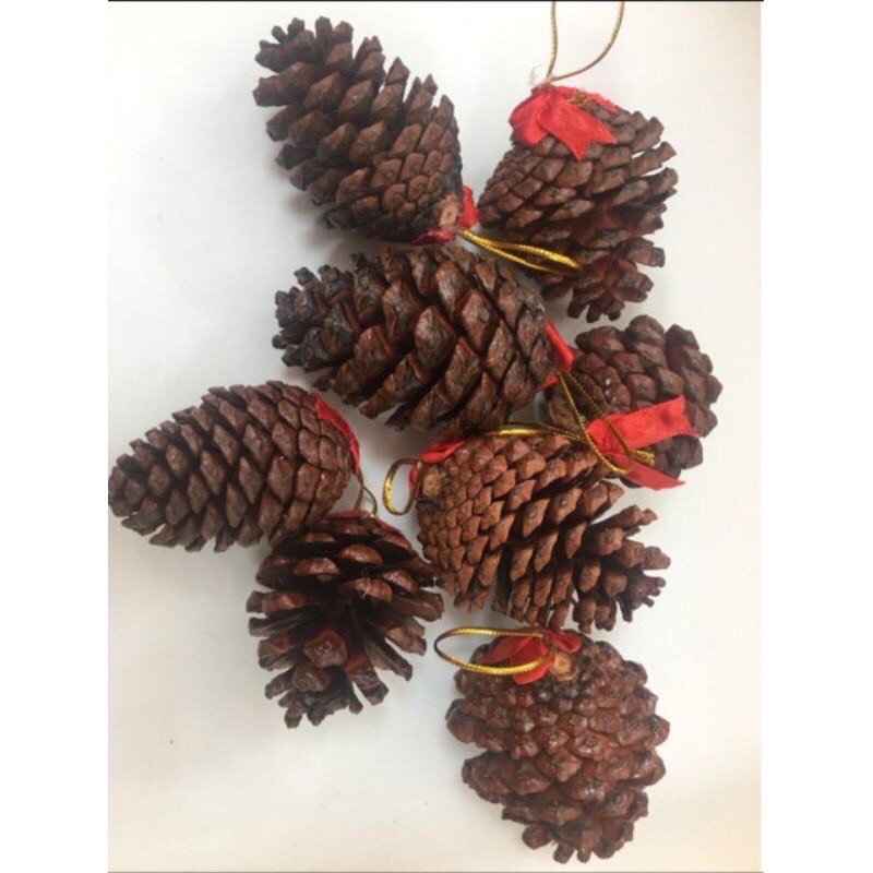 Combo 10 trái thông trang trí cây thông noel