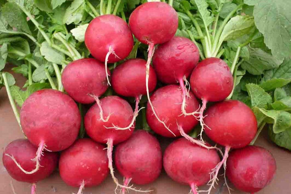 Hạt giống củ cải đỏ tròn Rạng Đông
