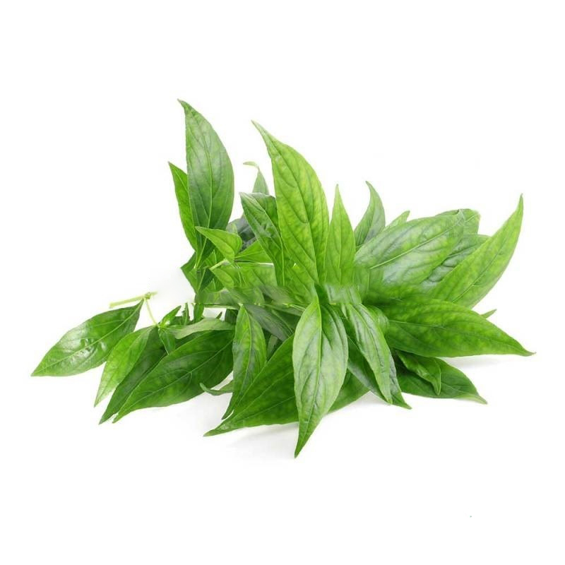 Hạt Giống Cây Xuyên Tâm Liên