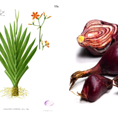 Sỉ- Sâm Đại Hành Củ 0355276899