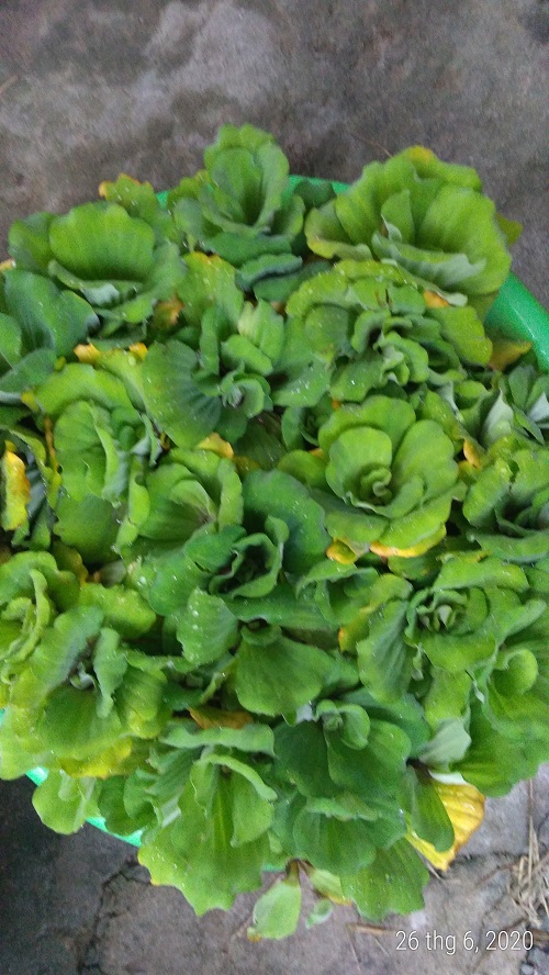 Bèo cái - Cây thủy sinh (1 gói 5 gốc)