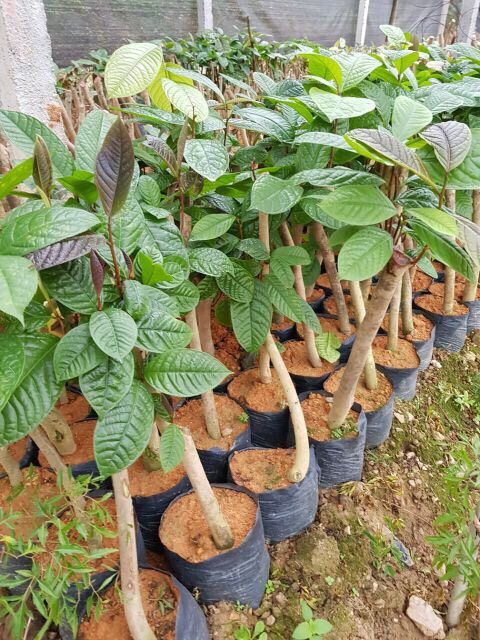 Cây Giống Chè Hoa Vàng Sắp Ra Hoa.