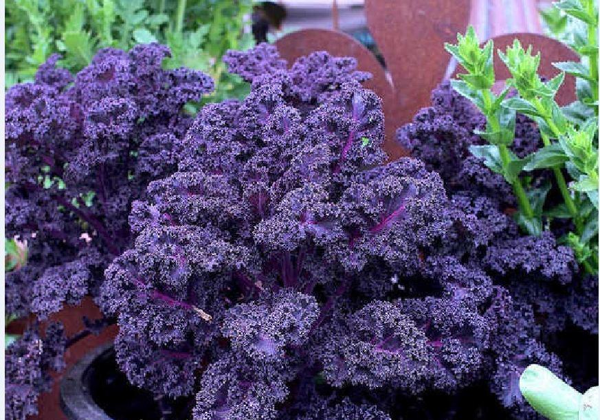 Hạt giống rau cải xoăn tím ( rau cải kale tím ) - 20 hạt/gói