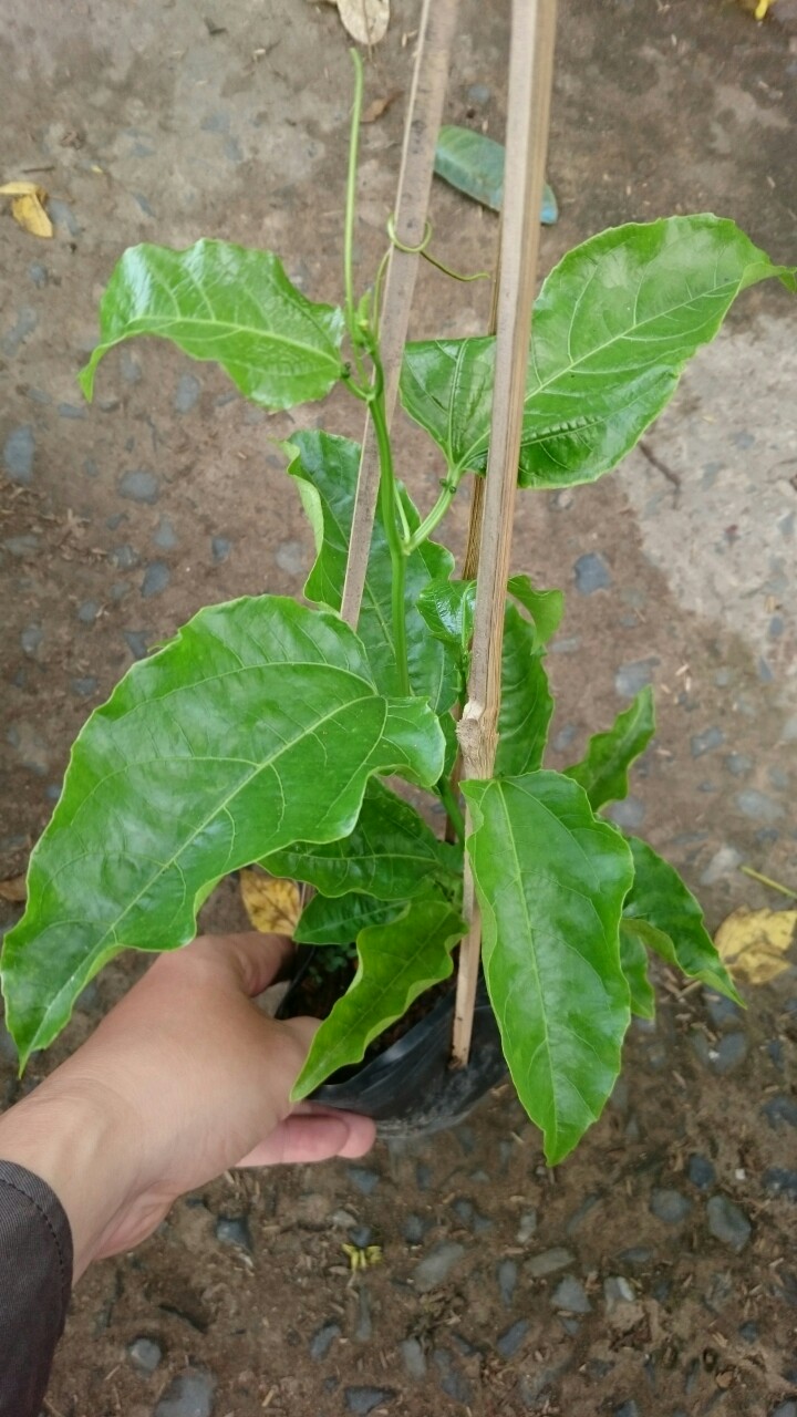 Chanh dây tím ( chanh leo )