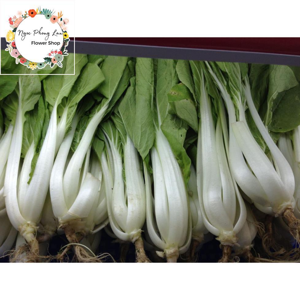 Hạt Giống Cải Bẹ Trắng - Gói 20 Gram