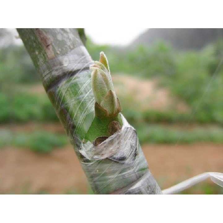 CUỘN NILON XANH GHÉP CÂY 5 CM