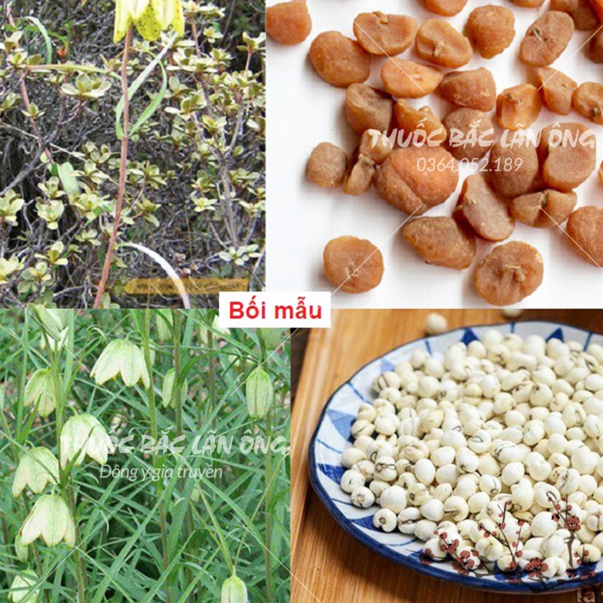 Thổ Bối Mẫu 100g