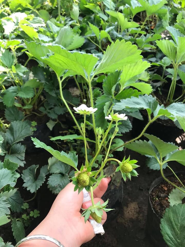 Cây giống dâu tây