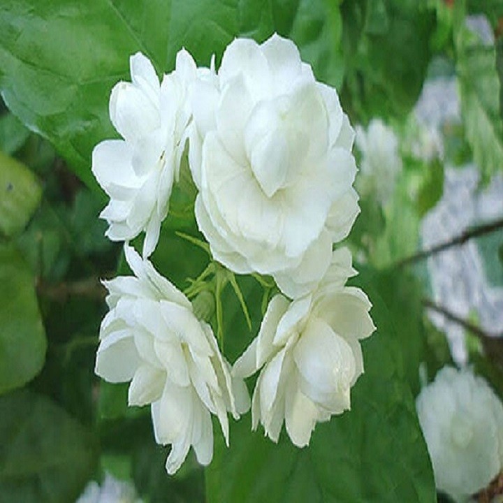 Combo 2 chậu hoa nhài ta - 346561