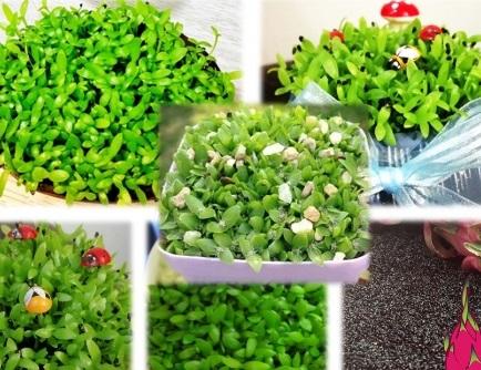 50 Hạt giống cây Thanh Long làm cỏ may mắn