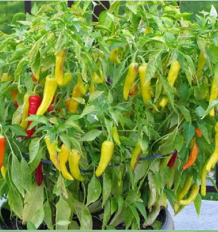 Hạt giống ớt sừng vàng Châu phi/gói 0,1gram(tặng kèm phân bón)
