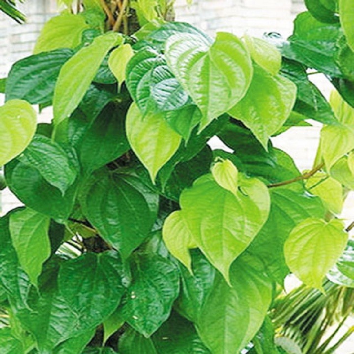 Combo 2 CÂY LÁ TRẦU KHÔNG, cây gửi đi đảm bảo chất lượng