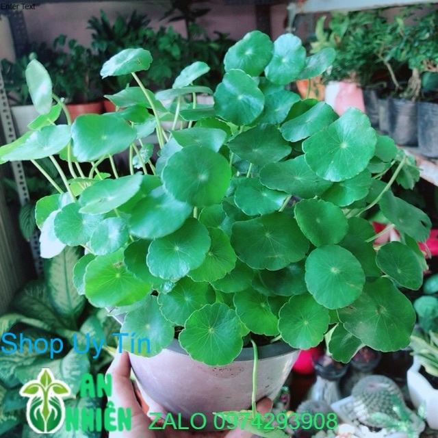 Cỏ đồng tiền