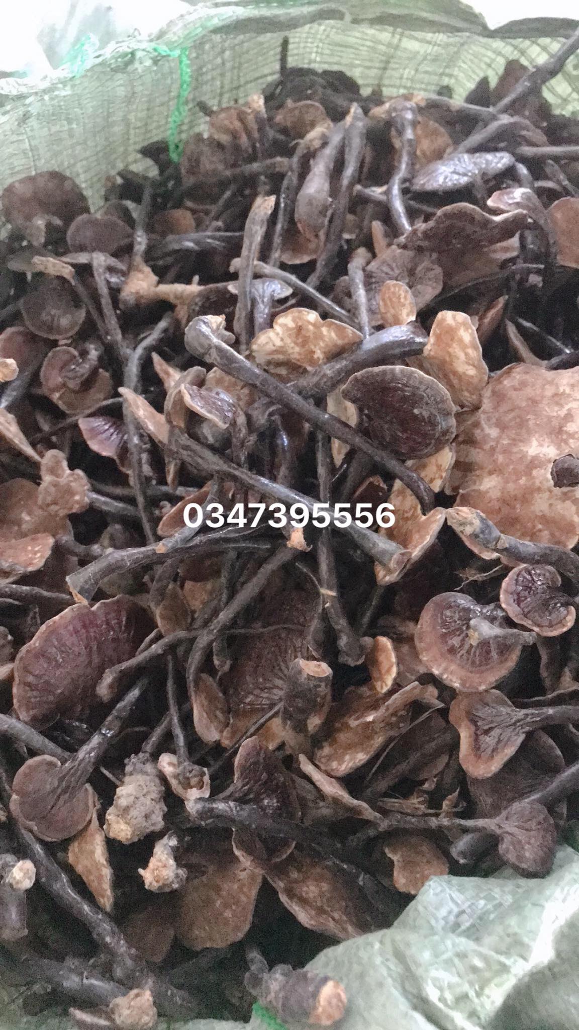 Nấm linh chi rừng khô (500gr)