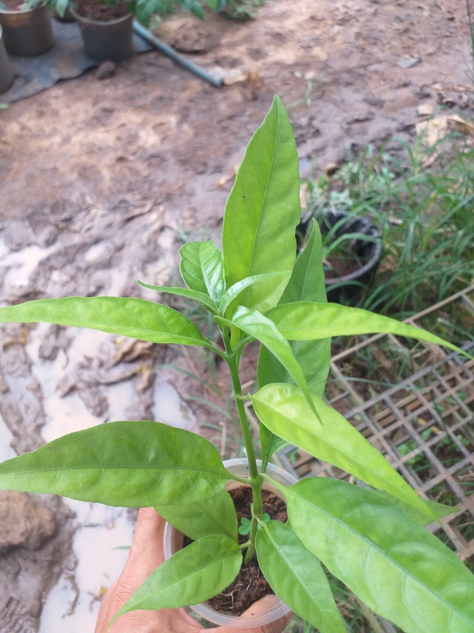 Cây Hoàn Ngọc trắng