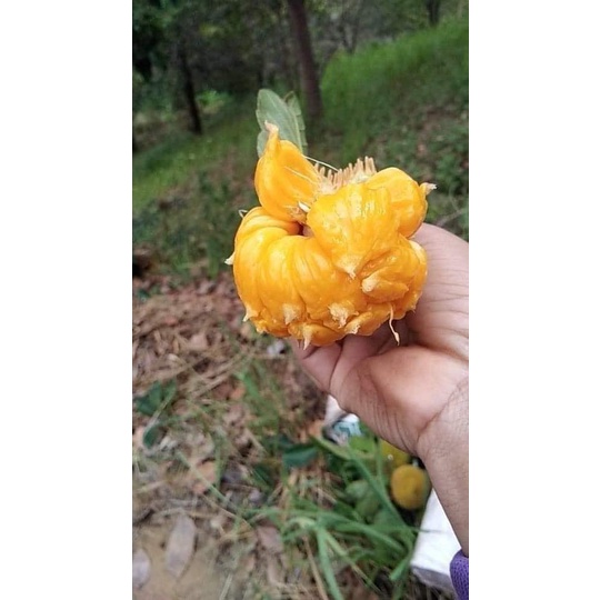 CÂY GIỐNG MÍIT SIÊU NGỌT ẤN ĐỘ