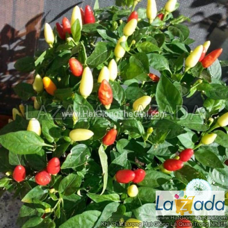100.HAT Hạt Giống Ớt Ngũ Sắc Chỉ Thiên TG220 (KL| B51*W43)